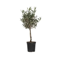 Oljka - Olea europaea - Višina 60-70cm - ⌀17cm